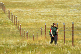 Capping fence posts with tin cans to increase visibility for sage grouse at Old Man on His Back, SK (Photo by Mark Taylor)