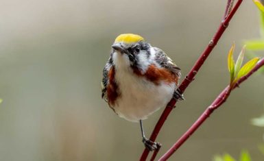 The Bird House nature documentary