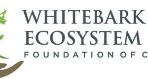 Whitebark Pine Ecosystem Foundation of Canada